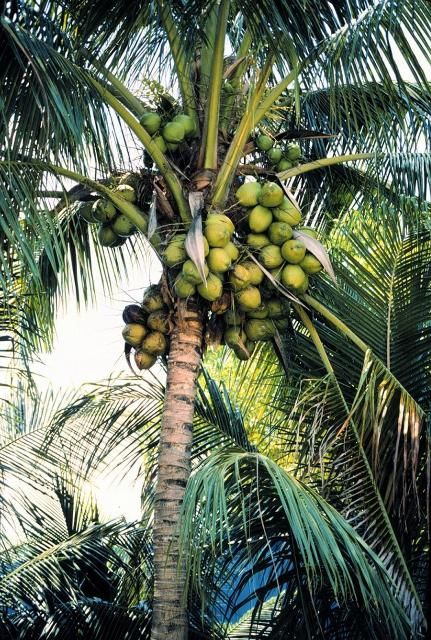 Figure 19. Clusters of coconuts on coconut palm (Cocos nucifera) that could create potential liability problems in public areas.