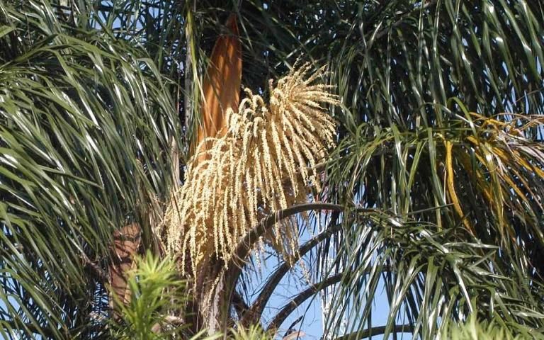 Figure 17. Flowers of queen palm (Syagrus romanzoffiana).