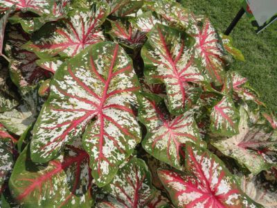 Figure 2. Plants of Tapestry™ caladium grown in ground beds in full sun.