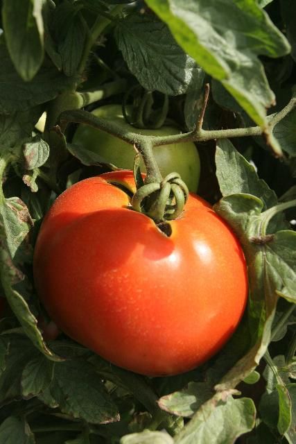 Figure 3. Tomato