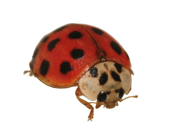 Figure 4. Lady beetle.