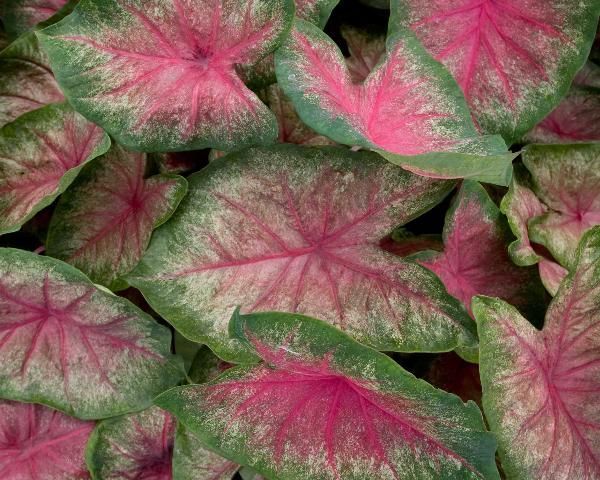 Caladium.