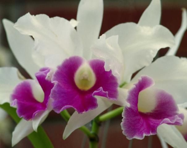 Cattleya orchid.