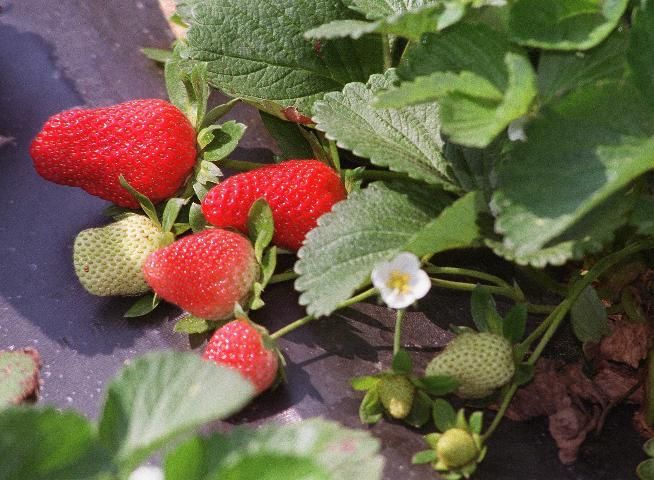 Strawberries.