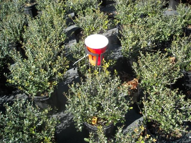 Figure 3. Irrigation collection cups are placed above canopy in the vicinity of test plants.