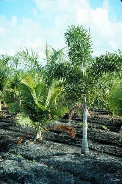 ENH1210/EP471: Field Production of Palms