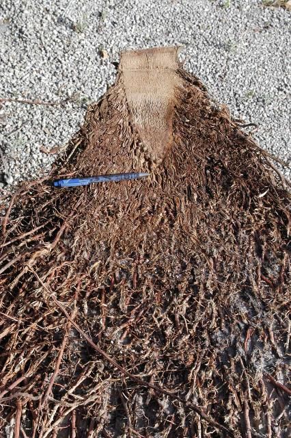 Figure 2. Longitudinal section through the stem-root interface of Phoenix roebelenii. Pen marks the soil level.