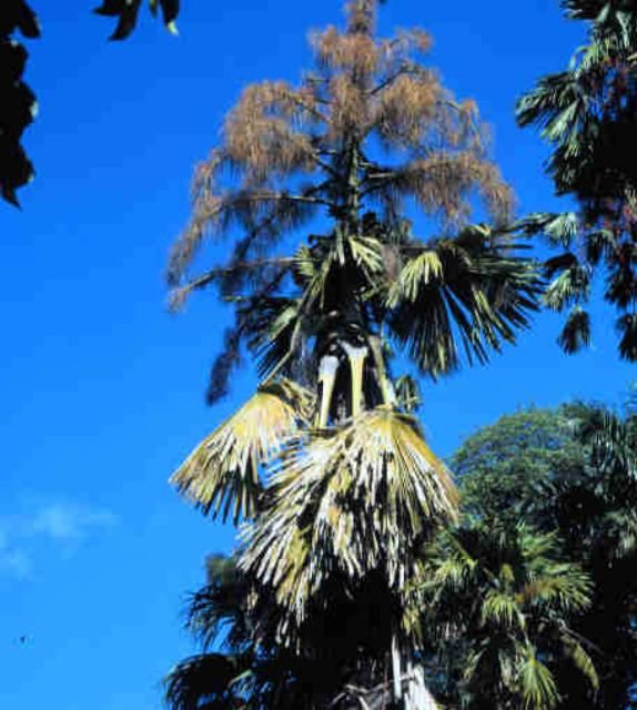 Figure 8. Terminal inflorescence in Corypha umbraculifera, a hapaxanthic palm.