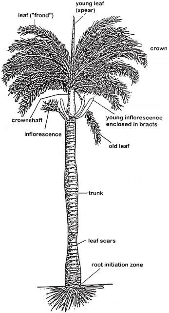 Figure 1. Generalized palm morphology.