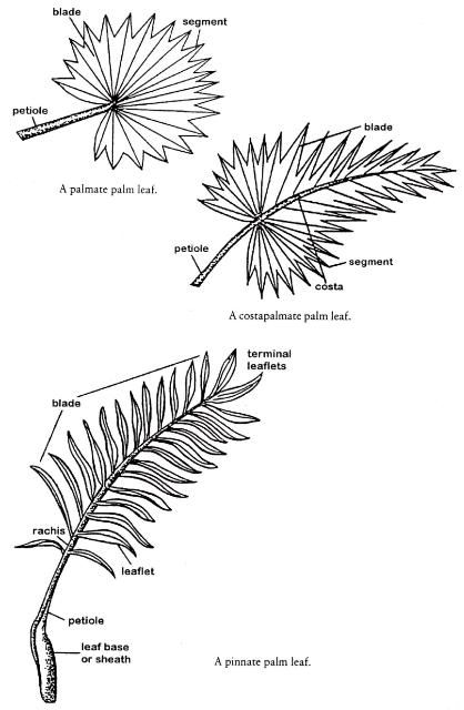 Figure 6. Parts of palmate, pinnate, and costapalmate leaves.