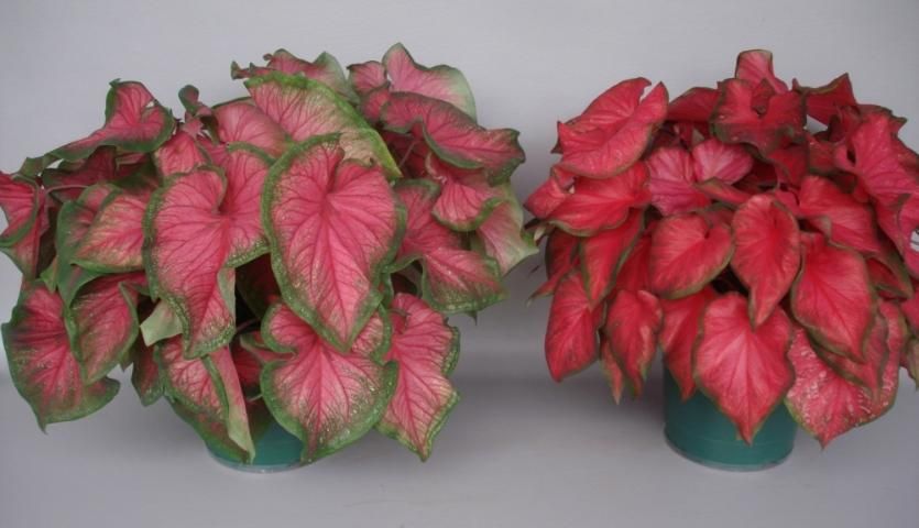 Figure 9. 'Fairytale Princess' (right) in comparison to 'Florida Sweetheart' (left). Plants (about 6 weeks old) were forced from four No.1 tubers in 8-inch containers each (2011).