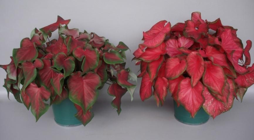 Figure 10. 'Fairytale Princess' (right) in comparison to 'Florida Red Ruffles' (left). Plants (about 6 weeks old) were forced from four No.1 tubers in 8-inch containers each (2011).