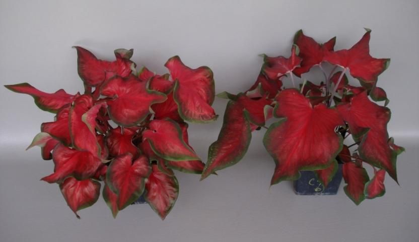 Figure 4. 'Red Hot' (left) compared to 'Florida Red Ruffles' (right). One intact No. 1 tuber was forced in a 5-inch square pot in spring 2012, and the resulting plant was grown in a greenhouse for about 8 weeks.