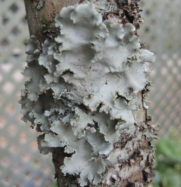 Figure 4. Lichens come in many forms. Although lichens are commonly blamed for the decline and death of shrubs and trees, they do not cause harm.