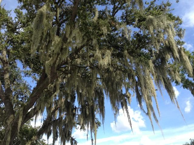 Figure 1. Often misunderstood, Spanish moss is a natural feature of southern landscapes.