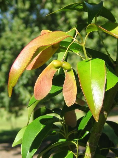 Figure 2. Close-up of the red-tinted leaves and fruits of Faber's maple.