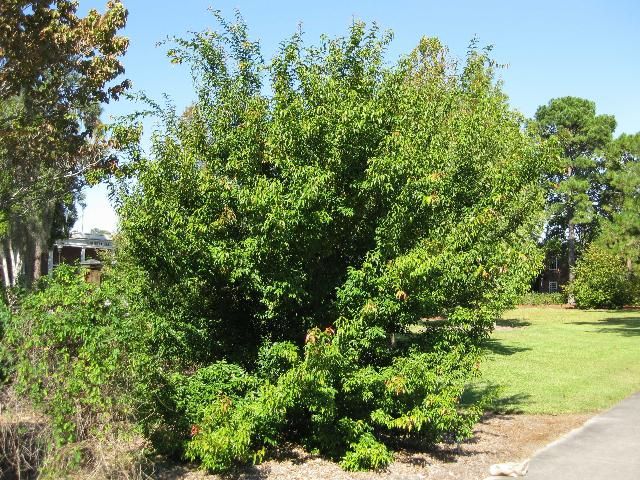 Figure 1. Acer fabri, Faber's maple.