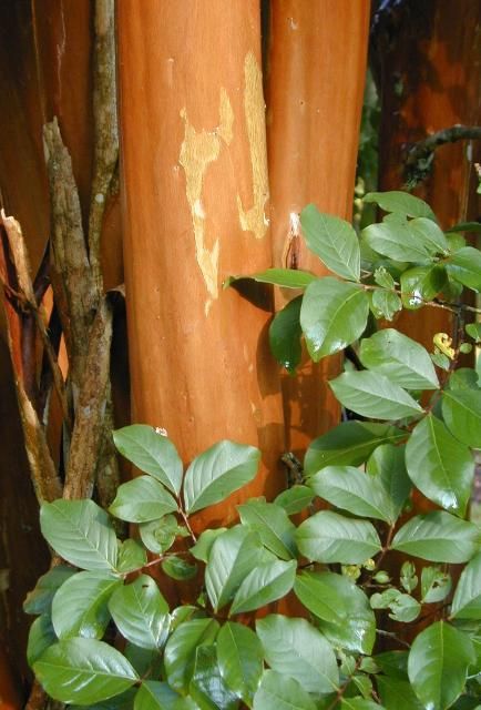 Figure 2. Cinnamon-orange bark of 'Apalachee'.