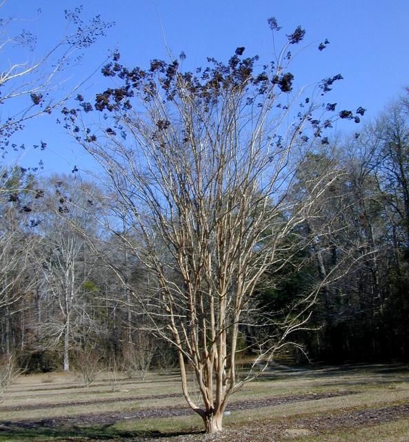 Figure 3. Seed capsules of 'Apalachee' add winter interest.