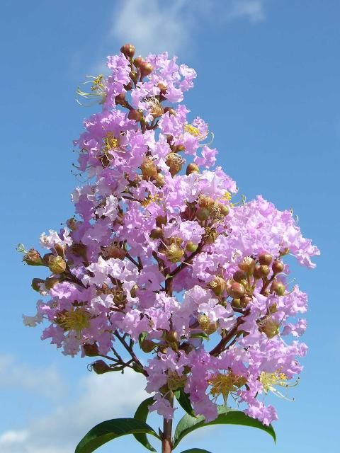 Figure 1. 'Apalachee' has light lavender flowers.