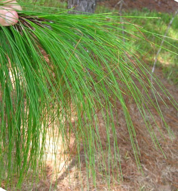 Figure 2. Smooth-bark Mexican pine has long, graceful needles.