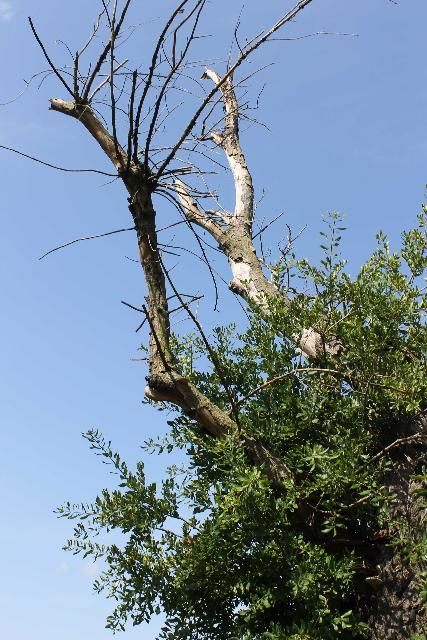 Figure 1. Dead branches pose threat to targets.