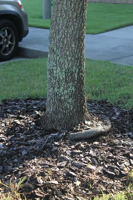 Figure 7. Circling root on a Live Oak. This particular defect is linked to improper container nursery production practices.
