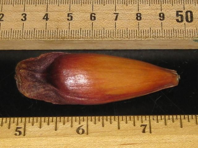 Figure 4. Seeds of Paraná pine are about two inches long.