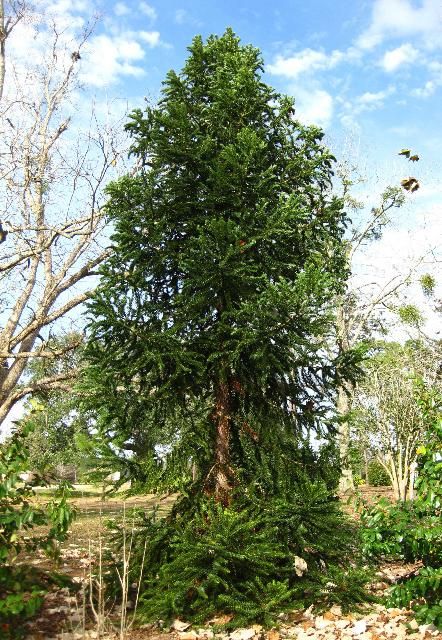 Figure 1. Paraná pine has a narrow, pyramidal form when young.