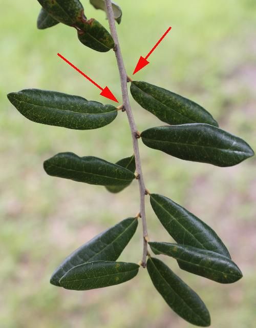 Figure 2. Twig from an unidentified shade tree featured in this key.