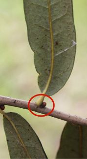Figure 3. Twig and bud from an unidentified shade tree featured in this key.