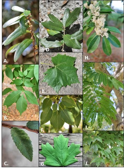 Figure 1. Trees included in this key: A.) Laurel Oak (Quercus laurifolia); B.) Pignut Hickory (Carya glabra); C.) Winged Elm (Ulmus alata); D.) Live Oak (Quercus virginiana); E.) American Sycamore (Platanus occidentalis); F.) Camphor Tree (Cinnamomum camphora); G.) Florida Maple (Acer floridanum); H.) Carolina Laurel Cherry (Prunus caroliniana); I.) Earpod Tree (Enterolobium contortisiliquum); J.) Red Maple (Acer rubrum)