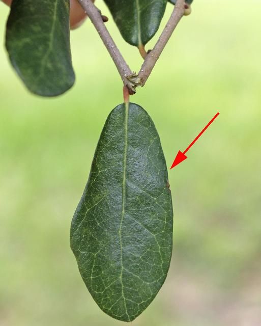Figure 4. A close-up of a single leaf.