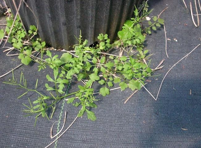 Figure 5. Bittercress growing out of drain hole in a nursery container.