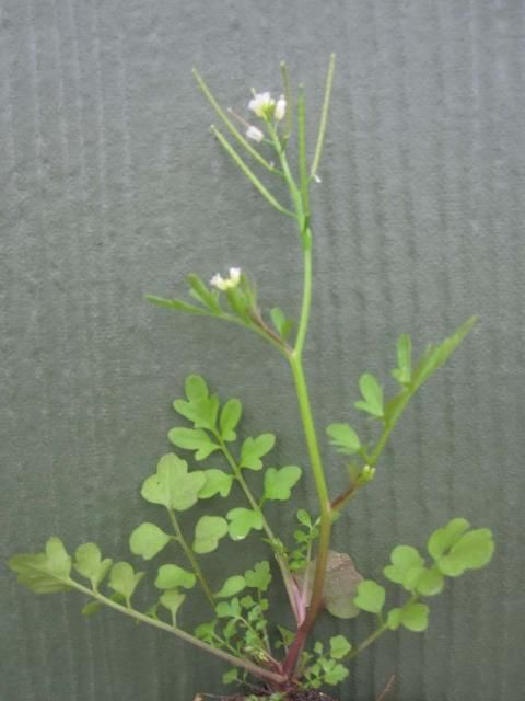Figure 3. Mature bittercress. Note purplish color and leaves forming a basal rosette at the bottom of the stem.