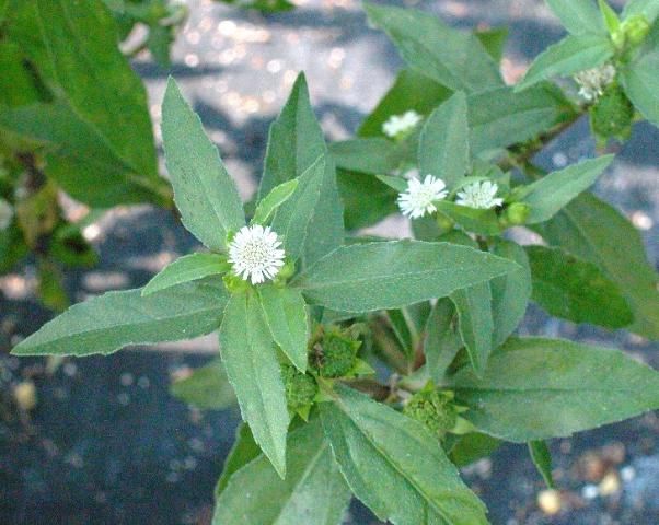 Figure 3. Eclipta in flower. Note the round, white ray-and-disk flower heads.