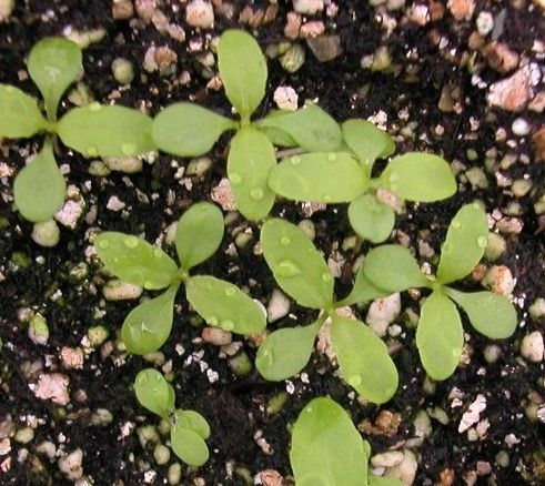 Figure 1. Eclipta seedlings in cotyledon to one-leaf growth stage. Note the pale-green color and opposite, spatula-shaped leaves.