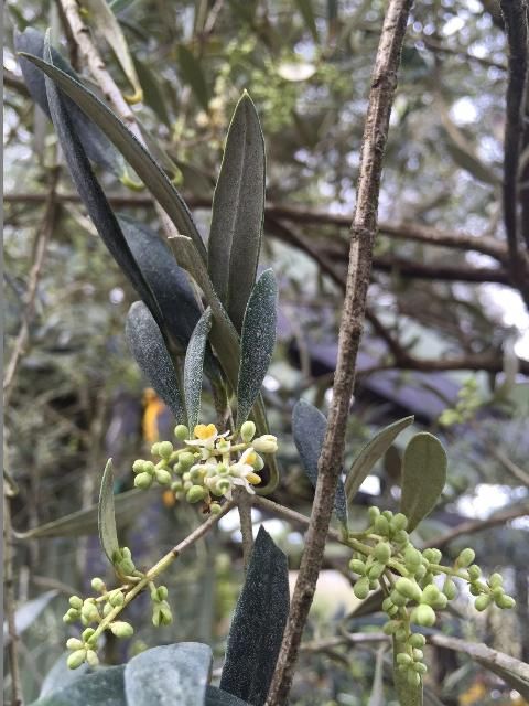 Figure 4. An olive branch showing inflorescences and flowers.