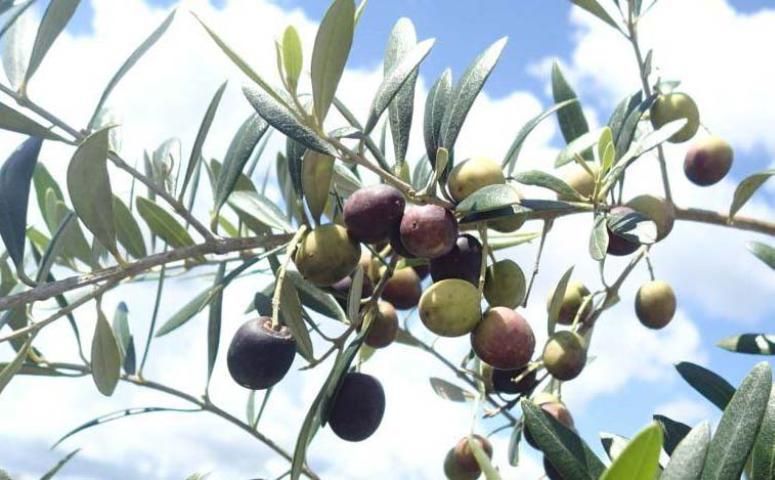 Figure 2. Ripening olive fruit and foliage.