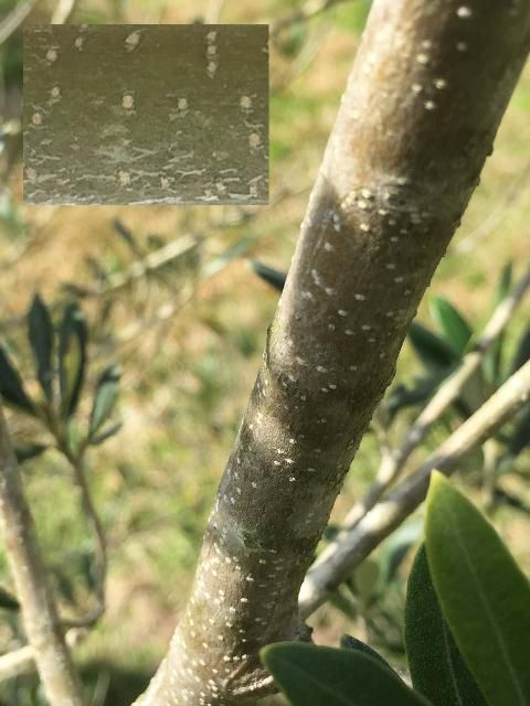 Figure 3. An olive tree (Olea europaea 'Arbequina') branch showing corky lenticels.