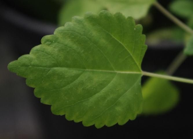 Figure 3. Mulberry weed leaf.