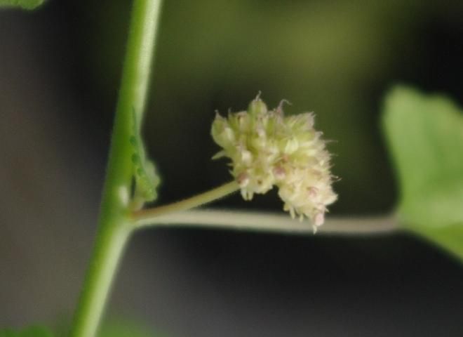 Close-up view of flower in leaf axil.