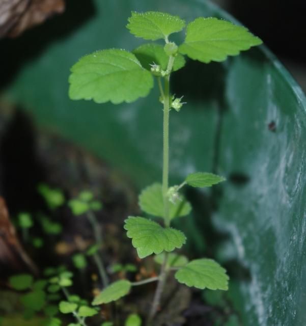 Mulberry weed (Fatoua villosa) growing inside a nursery container. Note upright growth habit.