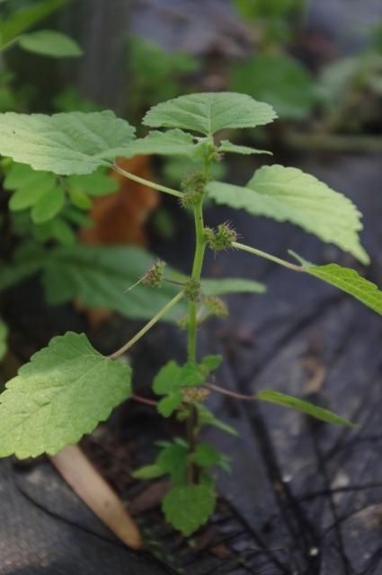 Mulberry weed flowers. Note purplish hue of flowers and location in leaf axils. 
