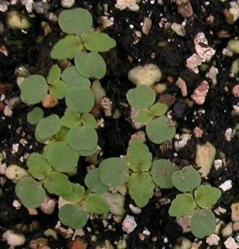Mulberry weed seedlings.