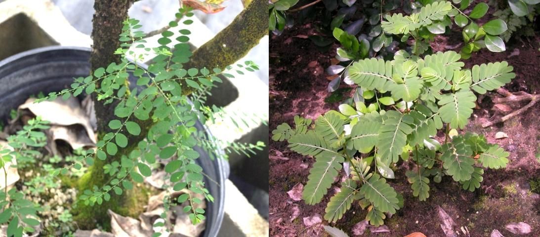 Photos of P. tenellus on left vs. P. urinaria (chamberbitter) on right.