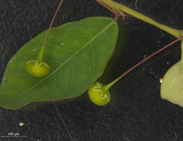 Close-up of long-stalked phyllanthus fruit. Notice the round shape and long petiole which attaches the fruit to the stem.