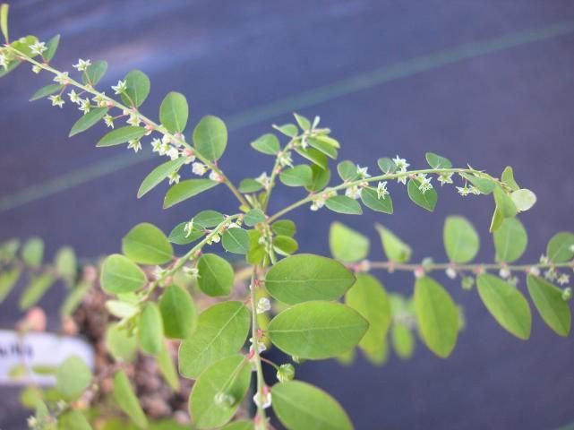 Long-stalked phyllanthus in flower.
