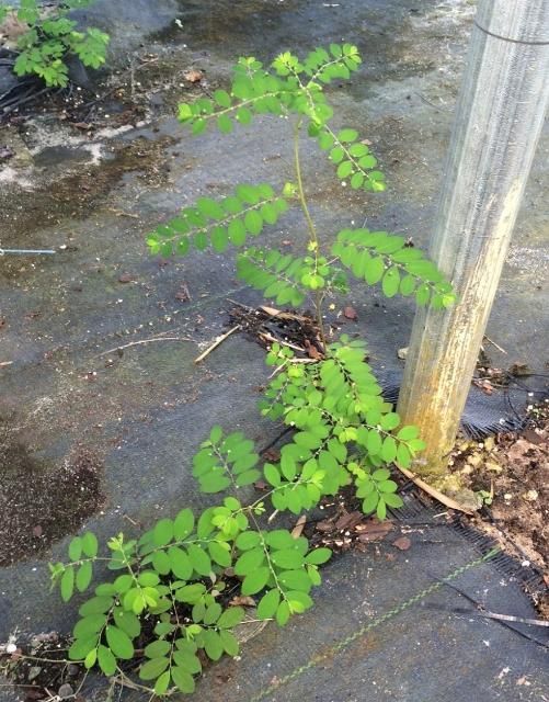 Several long-stalked phyllanthus weeds growing in a tear in nursery cloth. Note upright growth habit. 