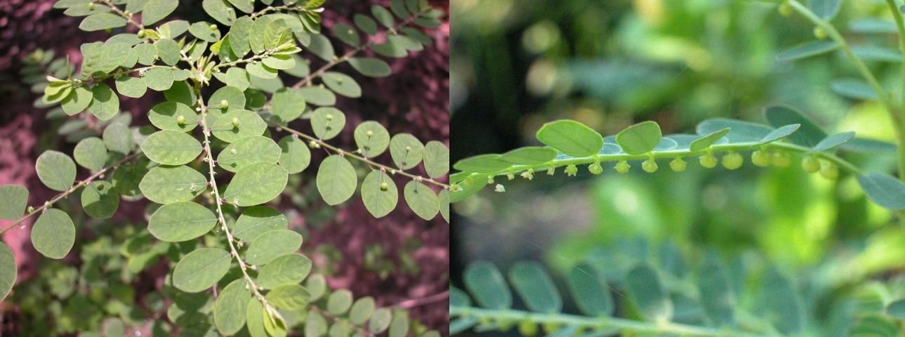 Fruit of P. tenellus on left vs. P. urinaria on right. Note that P. urinaria fruit are attached directly on the stem and have no petiole.
